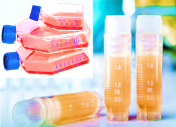 [SK-25CELL-139] EBV-Transformed Human Lymphocyte Cell Line
